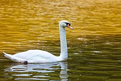 索尼SoP发布会2月1日早6点公布15款游戏情报